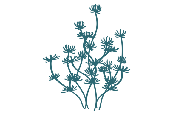 Aquatic Plant